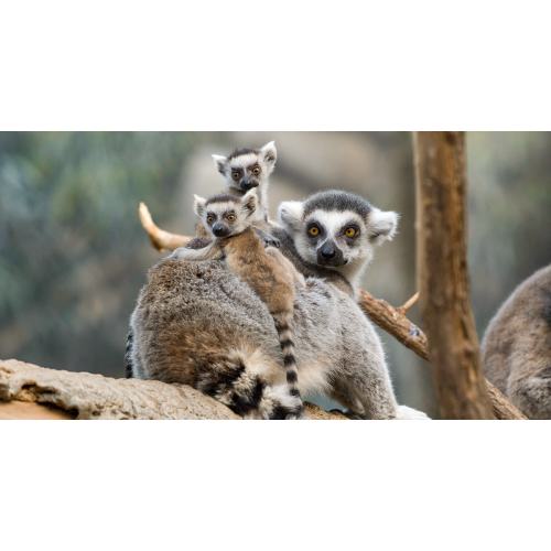 Memberships - Bronx Zoo