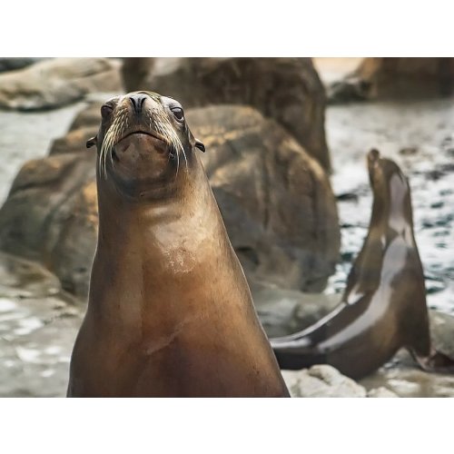 Dual Membership | Membership | Aquarium of the Pacific