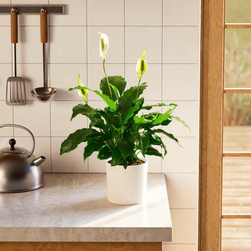 Peace Lily | Indoor Plants for Sale | Lively Root