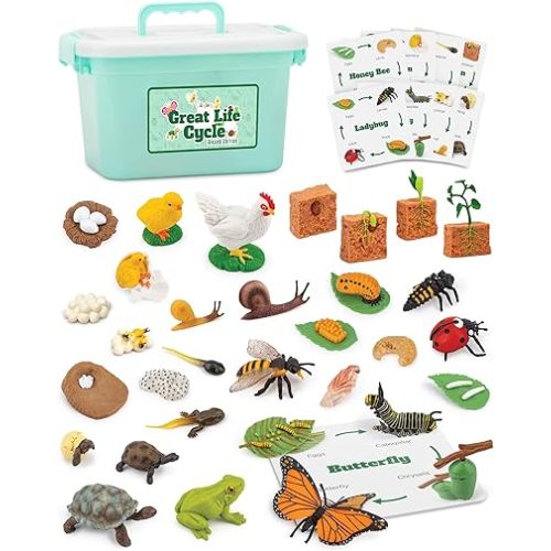 Life Cycle Science Kit Montessori Realistic Figurine, Kids Animal Matching Game with Frog, Ladybug and More Includes 32-Piece, Fun Learning Education Toys Stocking Stuffers for Children 3 4 5 6 7 8