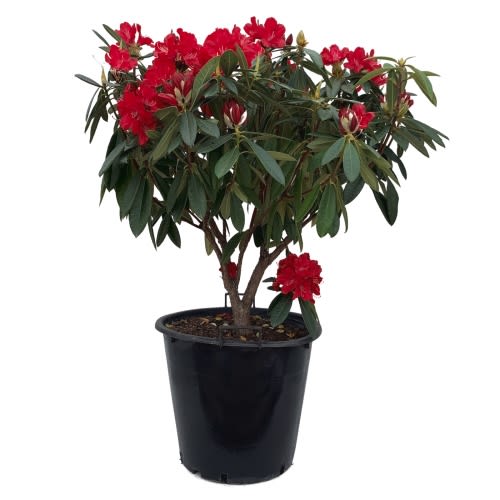 30L Rhododendron Assorted - Rhododendron ferrugineum