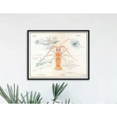20x16 Caribbean Spiny Lobster with vintage NOAA chart background poster; Spiny Lobster poster; Florida Keys poster