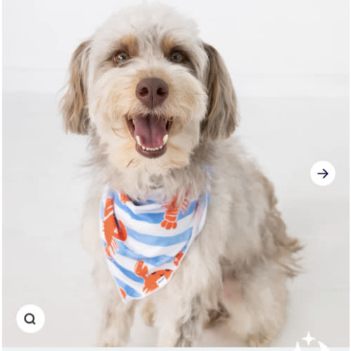 Crustacean Crew Pet Bandana – Little Sleepies