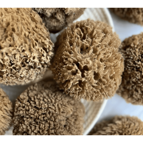 UNBLEACHED "CHOCOLATE" NATURAL + SUSTAINABLE BATH SEA SPONGE