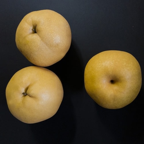 Buy Korean Giant Pear Trees Online at Ty Ty Plant Nursery LLC