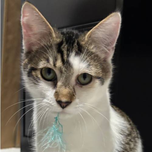 Pet Alliance of Greater Orlando