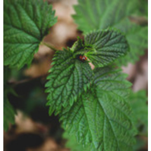 Nettle Leaf, organic