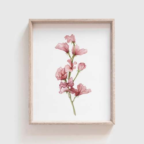 Sweet Pea Art Print | Made in the USA | Fox Hollow Studios – Tabitha Paige