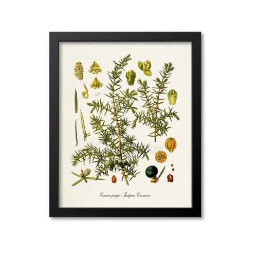 Juniper Botanical Print, Juniper Botanical Art Print, Juniper Wall Art, Juniper Decor, Common Juniper, Juniperus Communis