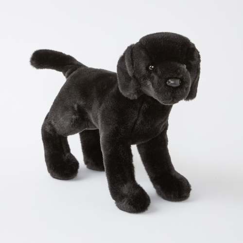 Chester the Black Lab