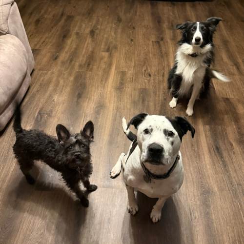 Spoil the pups while we’re away!