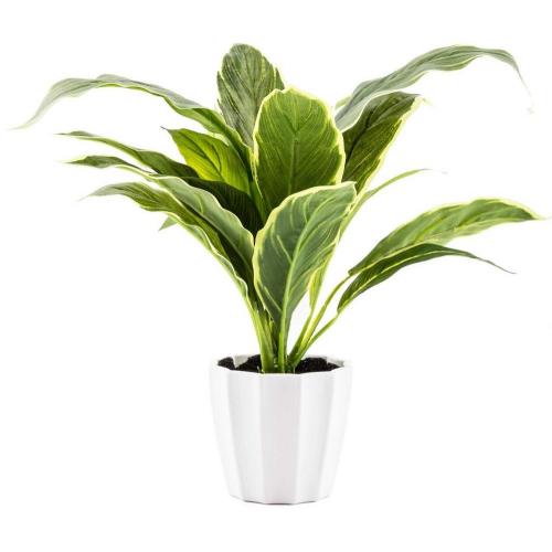Green Hosta Plant In White Pot