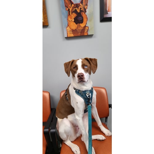 doggy day care fund