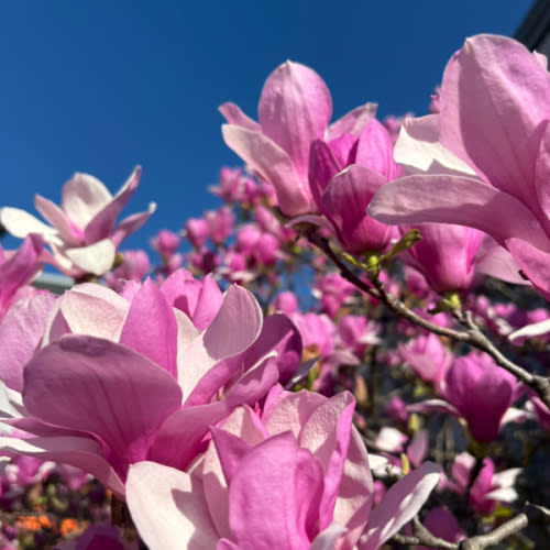 All Photo Book Layouts & Designs by Mixbook