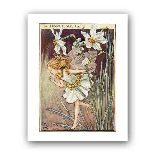 The Narcissus Fairy 11x14" Art Print