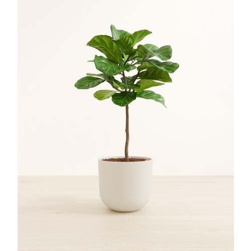 Fiddle Leaf Fig Tree
