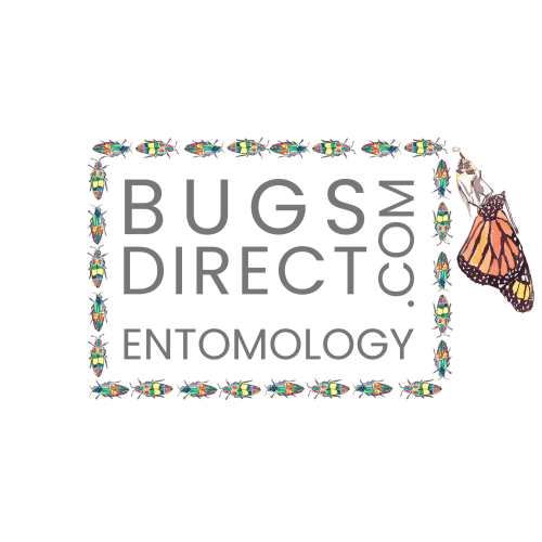 Buy Rainbow Frog Beetles Framed | Museum-Quality Insect Taxidermy Display - BugsDirect