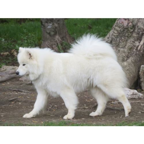 Belle chienne Samoyède!Beautiful female Samoyed! | Dogs & Puppies for Rehoming | Sherbrooke | Free local classifieds - Kijiji