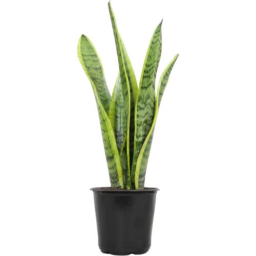 Live Snake Plant, Sansevieria trifasciata Laurentii, Fully Rooted Indoor House Plant in Pot, Mother in Law Tongue Sansevieria Plant, Potted Succulent Plants, Sansevieria laurentii by Plants for Pets