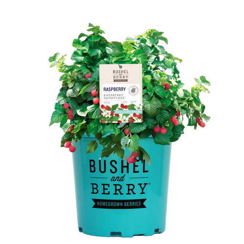 Bushel & Berry Raspberry Shortcake Live Shrub in 2-Gallon Grower Pot