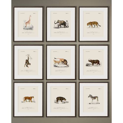 Adorable Safari Animal Prints for Nursery Decor - Vintage Style Art, Nursery Wall Art