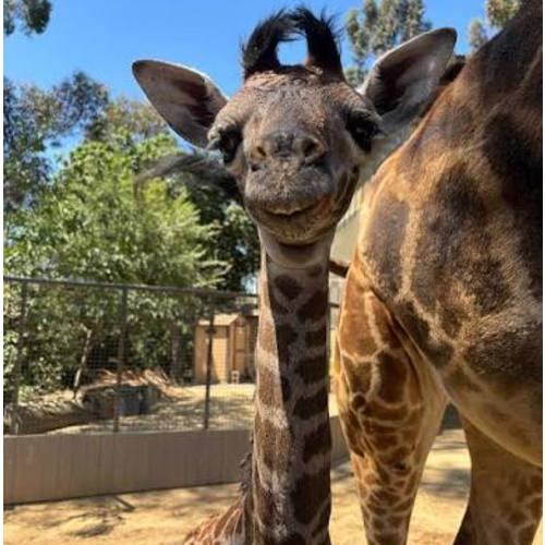 ($331) 2x 1-Year San Diego Zoo Membership Renewals