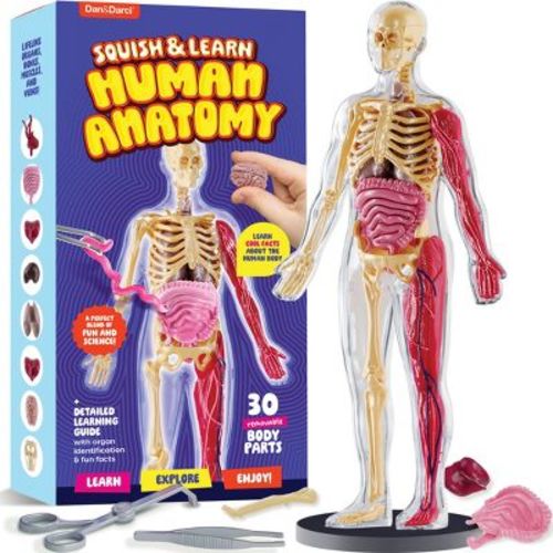Dan&Darci Squish & Learn Human Anatomy - Human Body Model - Science Kit for Kids - STEM toys - Birthday Gifts for Boys & Girls - Educational Toys
