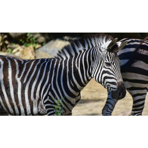 Membership to The Maryland Zoo