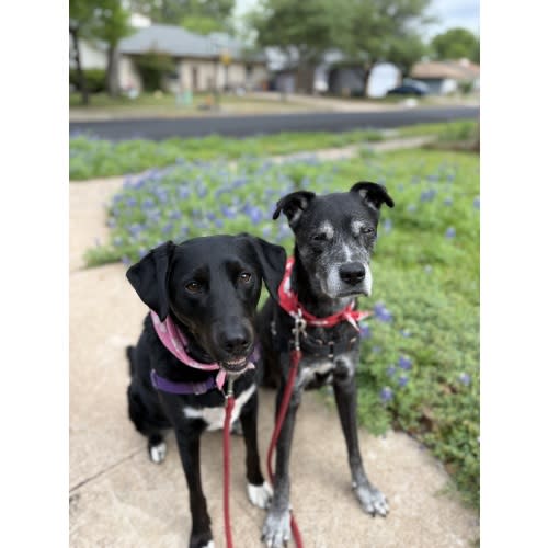 Help with dog care