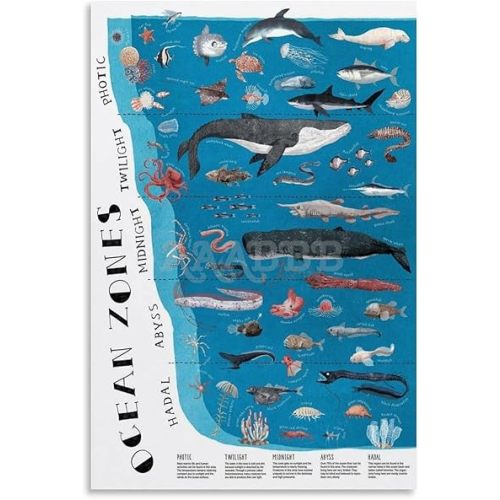 MJFHERQ The Layers Ocean Zones Poster, Ocean Life, Vintage Biology Poster Canvas Painting Posters And Prints Wall Art for Living Room Bedroom Decor 20x30inch(50x75cm)