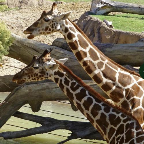 Give the gift of the Dallas Zoo | Dallas Zoo