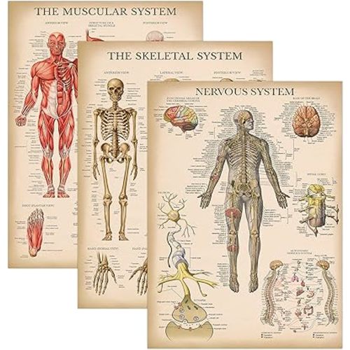 Palace Learning 3 Pack - Vintage Muscle + Skeleton + Nervous System Anatomy Poster Set - Muscular and Skeletal System Anatomical Charts - Laminated 18" x 24"