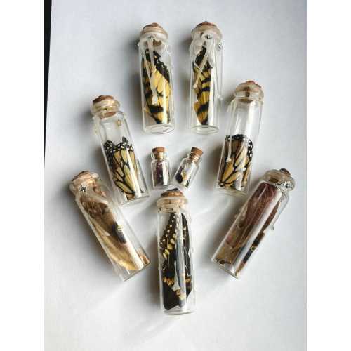 Butterfly, Moth, & Insect Wings In Glass Jar