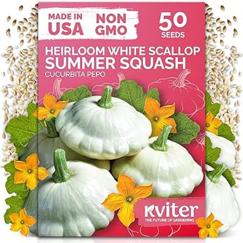 KVITER 50 White Patty Pan Squash Seeds (Cucurbita Pepo) – Scallops Bush Summer Squash Seed Packets for Vegetable Garden – Non GMO Heirloom Vegetable Seeds for Planting Outdoors, Home Garden
