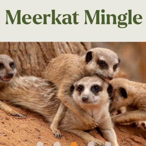Mingle with our mischievous mob of meerkats Monarto Safari Park