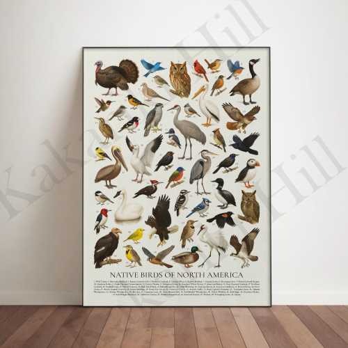 Birds of North America Poster: Retro Ornithology Identification Chart