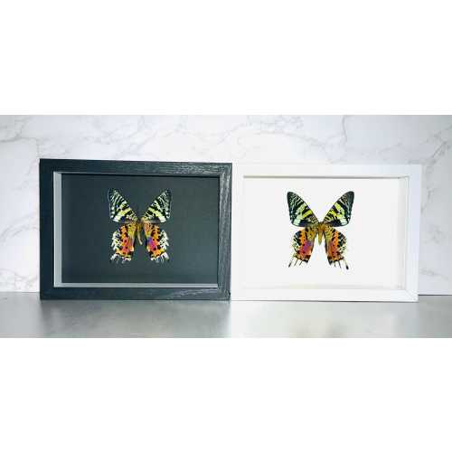 Framed green orange Chrysiridia rhipheus sunset moth butterfly home decor Madagascar