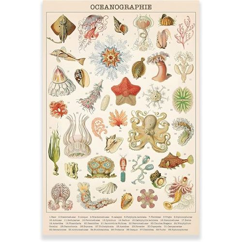 KWAY Vintage Ocean Poster - Ocean Life Jellyfish Marine Biology Science Wall Art Prints Rustic Style of Ocean Wall Hanging Chart Poster for Classroom Living Room Unframed (12x18in/30x45cm)