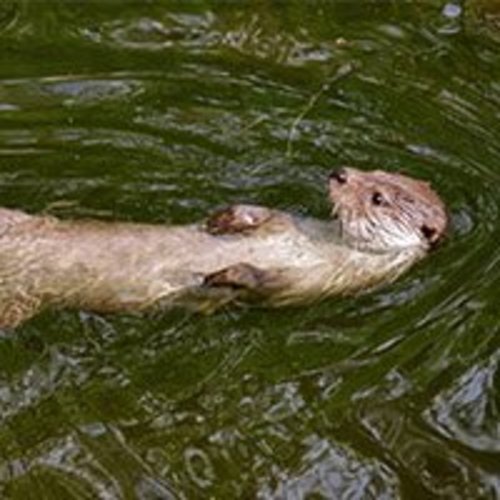 Adopt a River Otter | Symbolic Adoptions from WWF