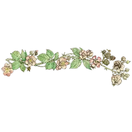 Adventures in Brambly Hedge - Brambly Hedge - Children's books and gifts