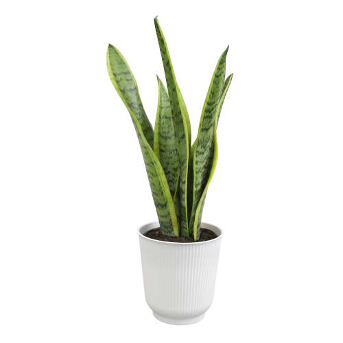 Laurentii Snake Plant, Clean Air Houseplant | 4.25 in Decor Pot; Full Sun | Element by Altman Plants