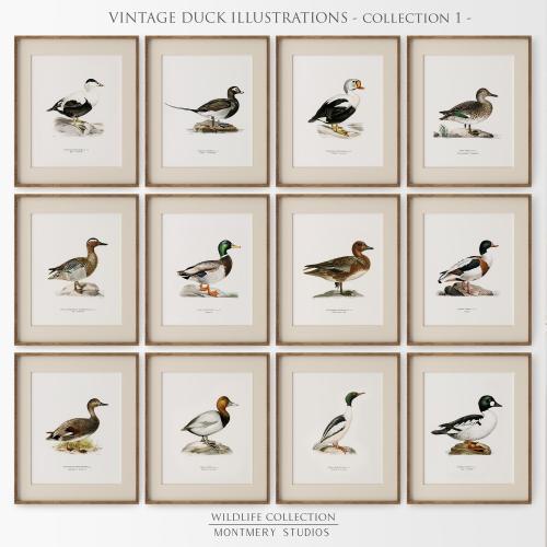 Vintage Duck Prints, Set of 12, Digital Duck Illustrations, Duck Breeds and Species, Mallard Duck Wall Art, Nursery and Wildlife Decor, C1
