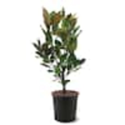 Unbranded 3 Gal. Little Gem Southern Magnolia Tree MAGLIT03G
