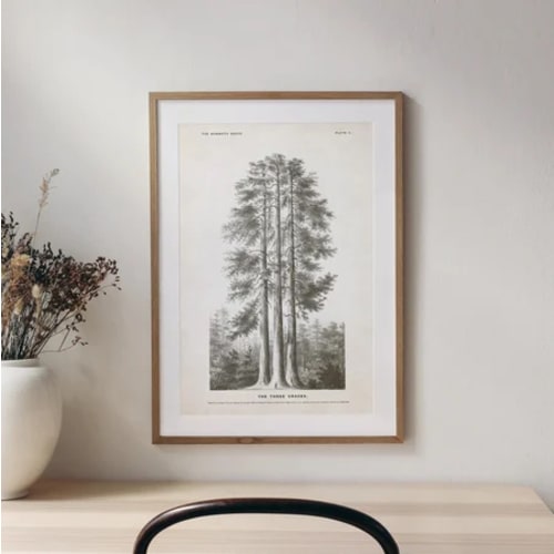 PRINTABLE - Sequoia Tree Illustration - The Three Graces at Mariposa Grove in Yosemite National Park