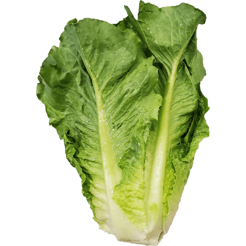 Fresh Romaine Lettuce, Each