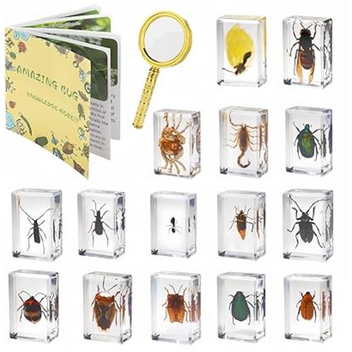 15 Insect specimens,Real Specimens of Various Butterflies and Beetles Made of Resin, Used for Science Classroom Science Education Animal Specimens, Bug Preserved,Oddities, Biology (15 Pcs Beetles)