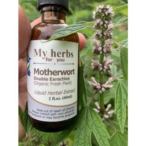 Motherwort (FRESH Organic plant) tincture, Leonurus cardiaca