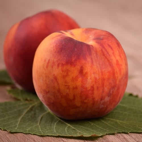 Buy Red Haven Peach Trees Online at Ty Ty Plant Nursery LLC