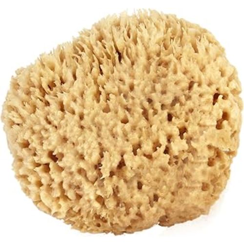 Sea Wool Sponge 6-7" (X-Large) by Bath & Shower Express ® Natural Renewable Resource Esponja for Body, Genuine Exfoliating Skin Wash