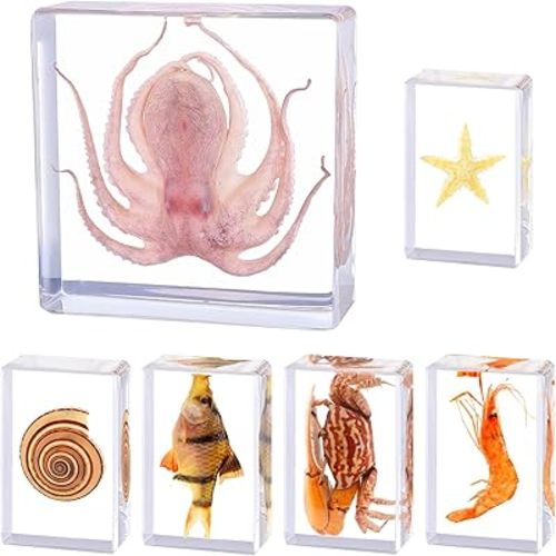 6Pcs Real Marine Specimen,Taxidermy Octopus,Fish,Crab,Starfish,Shrimp,Shell,Ocean Taxidermy Animal in Resin for Science Education,Biology Classroom,Specimen Enthusiasts,Décor,Gift,Oddities 3x3x1inch